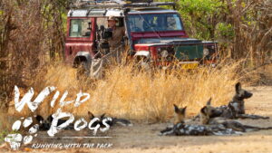 Wild Dogs: Running with the Pack (TV Series 2022–2023)