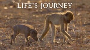 Life’s Journey