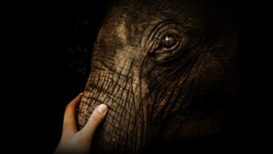 Namibia, Sanctuary of Giants