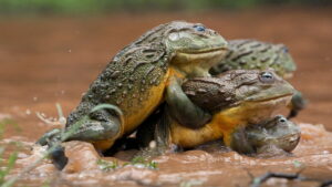 The Mating Game (2021)