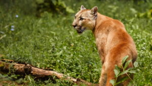 Man Vs. Puma
