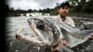 Monster Fish