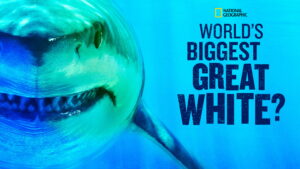 World’s Biggest Great White?