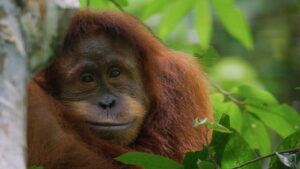Orangutan