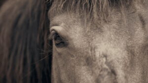 For the Love of the Mustang