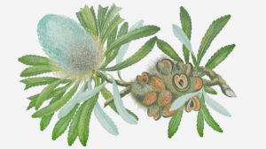 The Lost World of Joseph Banks
