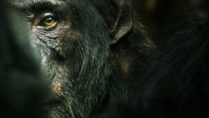Chimp Empire