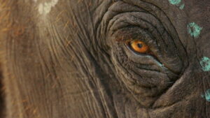 The Elephant Whisperers