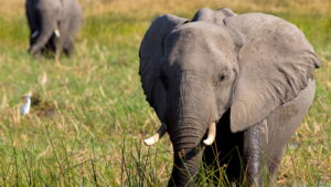 In the Footsteps of Elephant