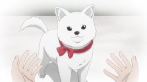 Kinokoinu Mushroom Pup