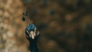 The Peacock’s Paradise