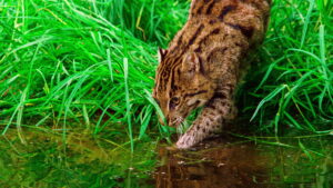 Thailand’s Wild Cats