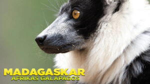 Madagascar: Africa’s Galapagos