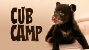 Cub Camp