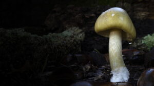 Revealed: Death Cap Murders