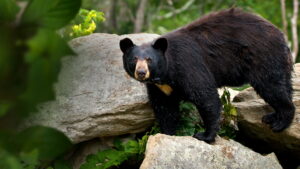 Smoky Mountain Park Rangers