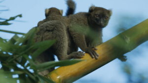 Madagascar: Africa’s Galapagos
