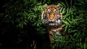 Thailand’s Wild Cats