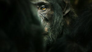 Chimp Empire