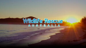 Wildlife Rescue Australia