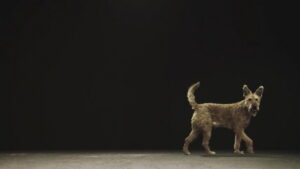 Dogs and Us: The Secret of a Friendship