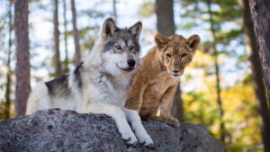 The Wolf and the Lion