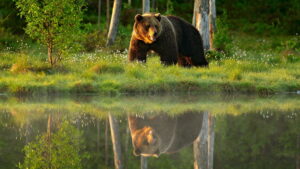 Animals Like Us (2024)