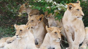 Our Nature