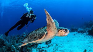 Earth’s Great Rivers II