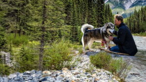 Hero Dog: The Journey Home