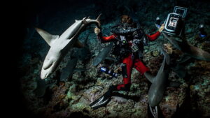 700 Sharks