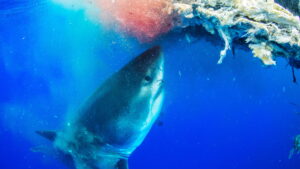 World’s Biggest Great White?