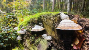 The Wild Forest