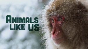 Animals Like Us (2024)