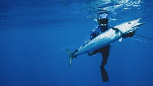 Shark vs. Tuna
