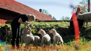 Svenska Bönder (TV Series 2026– )