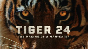 Tiger 24