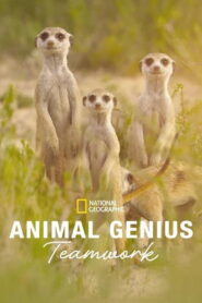 Animal Genius