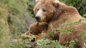 Alaska’s Giant Bears