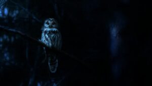 Nightmares of Nature (2025)