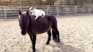 Adventures of Dally and Spanky