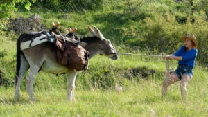 My Donkey, My Lover & I