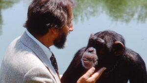 Lucy the Human Chimp