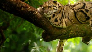 India’s Wild Leopards