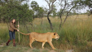 Lion Spy