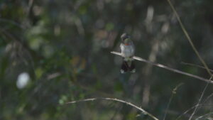 Birders