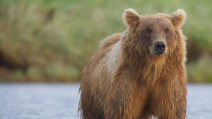 Alaska’s Giant Bears