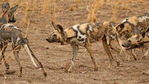 Wild Dogs: Running with the Pack (TV Series 2022–2023)