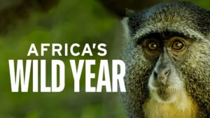 Africa’s Wild Year