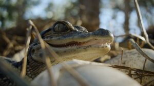 Nightmares of Nature (2025)